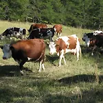 Farm stay Barba Gust Cesana Torinese